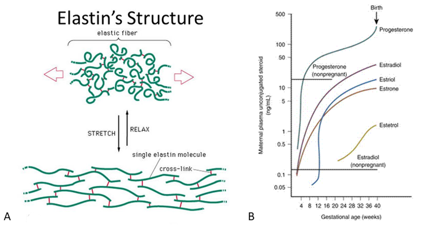 Illustration of elastin's structure