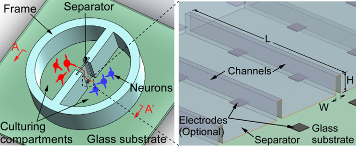 Concept of neuron culturing device with assembled microfluidic component.