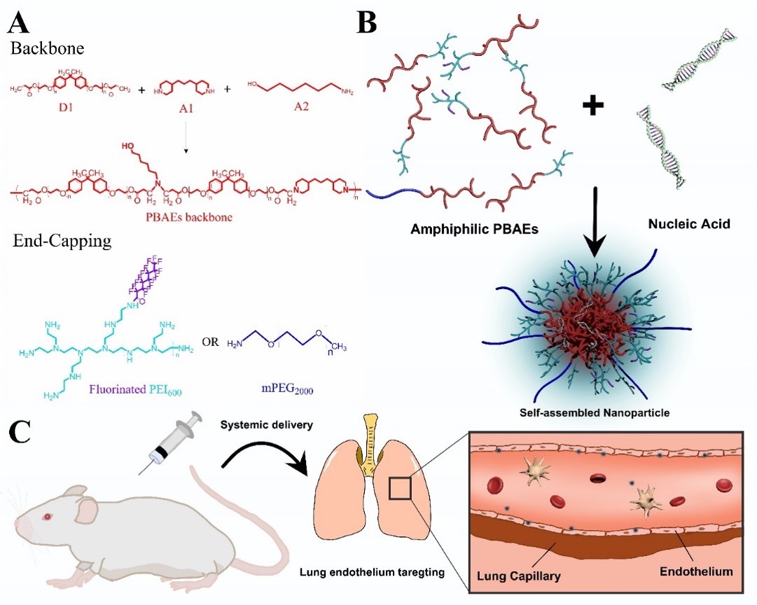 Labeled "ABC" illustration of  PBAE nanoparticle synthesis. aspects of illustration include lungs, nucleic acid, and a mouse. 