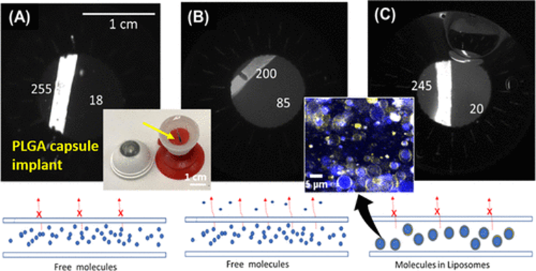 Diagram of drug delivery