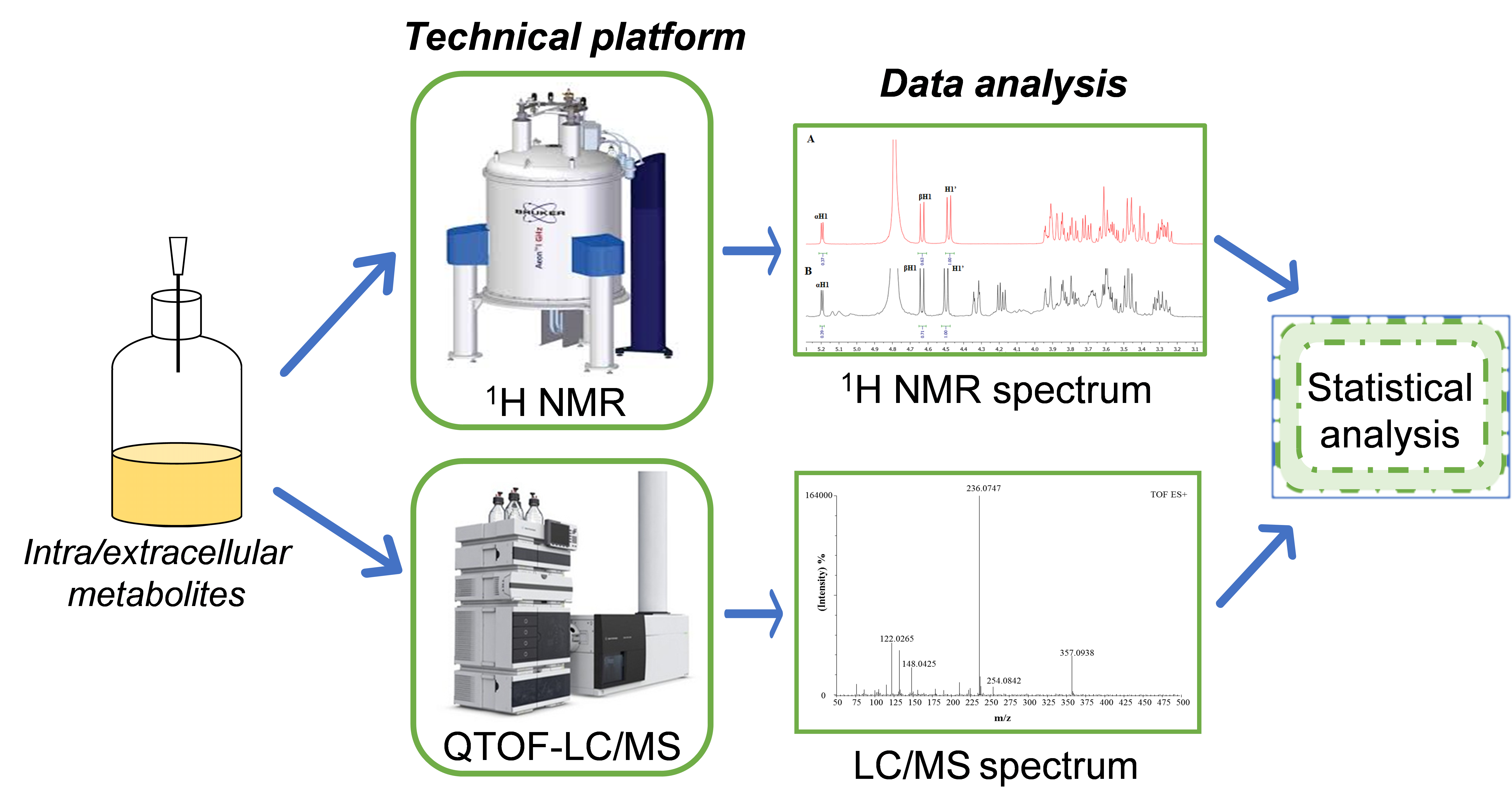 diagram of metabolites