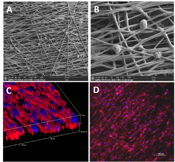 An image of 4 quadrants: (A,B) Scanning electron microscopy image of electrospun PVDF polymer of defined chemical, physical, and electrical properties with Schwann cells growing on fibers. Confocal microscopy showing (C) Schwann cells in a 3D z-stack projection on PVDF and a (D) maximum intensity image showing alignment of cells on fibers. 
