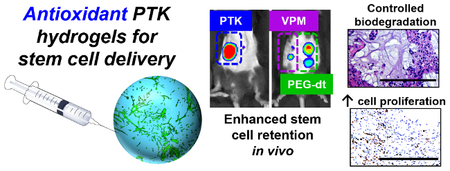 Digram of antioxidant PTK hydrogels for stem cell delivery