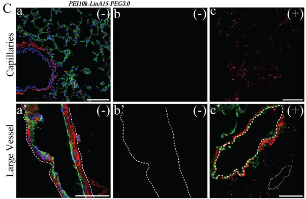 Diagram of pulmonary endothelium using novel modifications of polyethylenimine