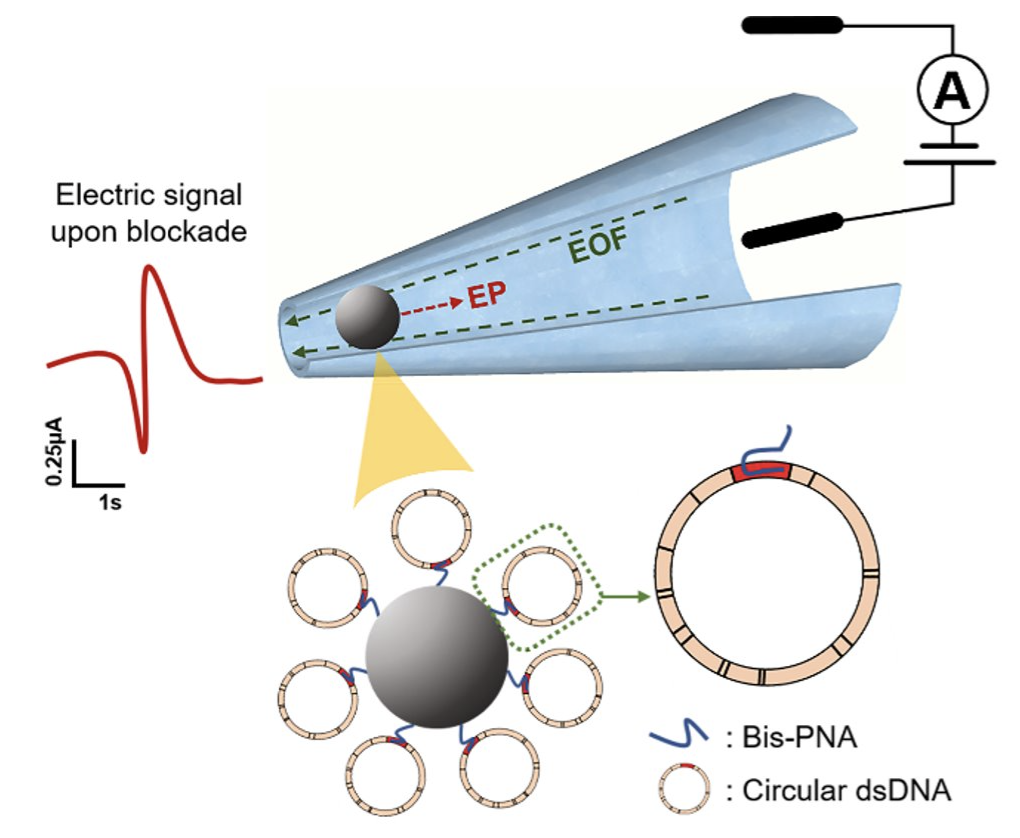 Diagram of electric signal upon blockade