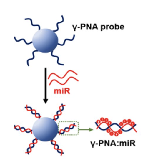 Resistive Pulse measurements of microRNAs (miRNA)​