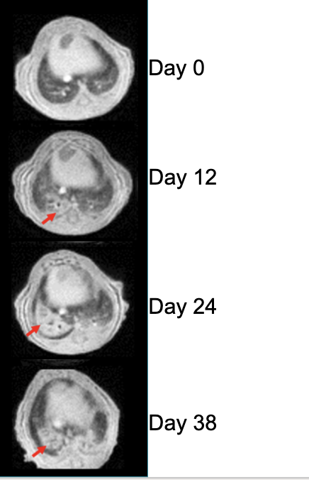 MRI of lung in mice