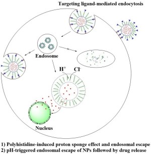 Targeting ligand-conjugated pH-sensitive polymeric nanoparticle for targeted and controlled drug delivery