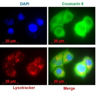 Endosomal escape of Herceptin®-conjugated PLGA-Phis-PEG NP