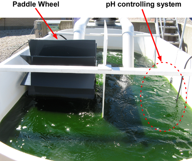 Pilot-scale microalgae cultivation