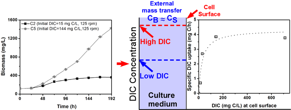 Effects of dissolved inorganic carbon on autotrophic algal growth