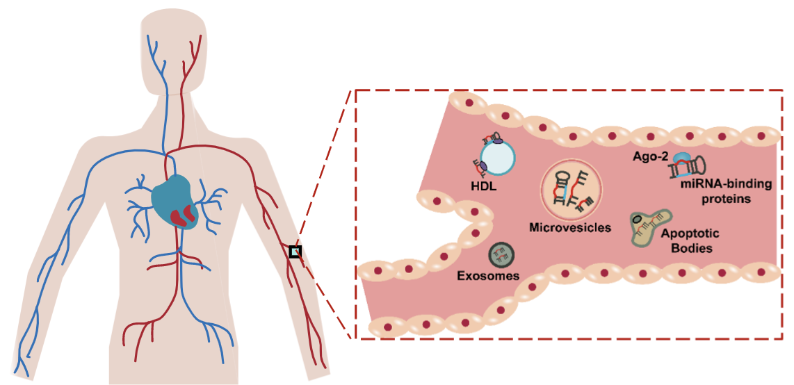 Diagram of circulating cancer biomarkers in blood 