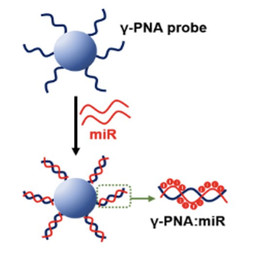 Resistive Pulse measurements of microRNAs (miRNA)