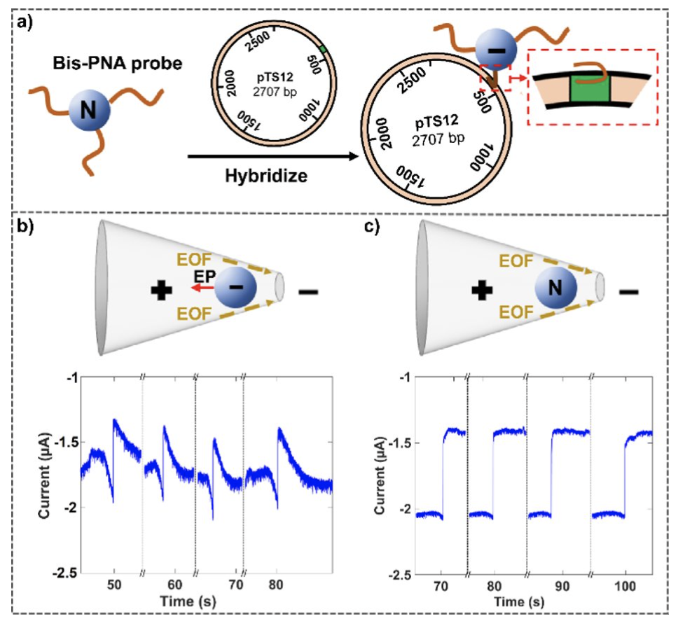 Diagram of sequence-Specific Detection of mitochondrial DNA (mtDNA)