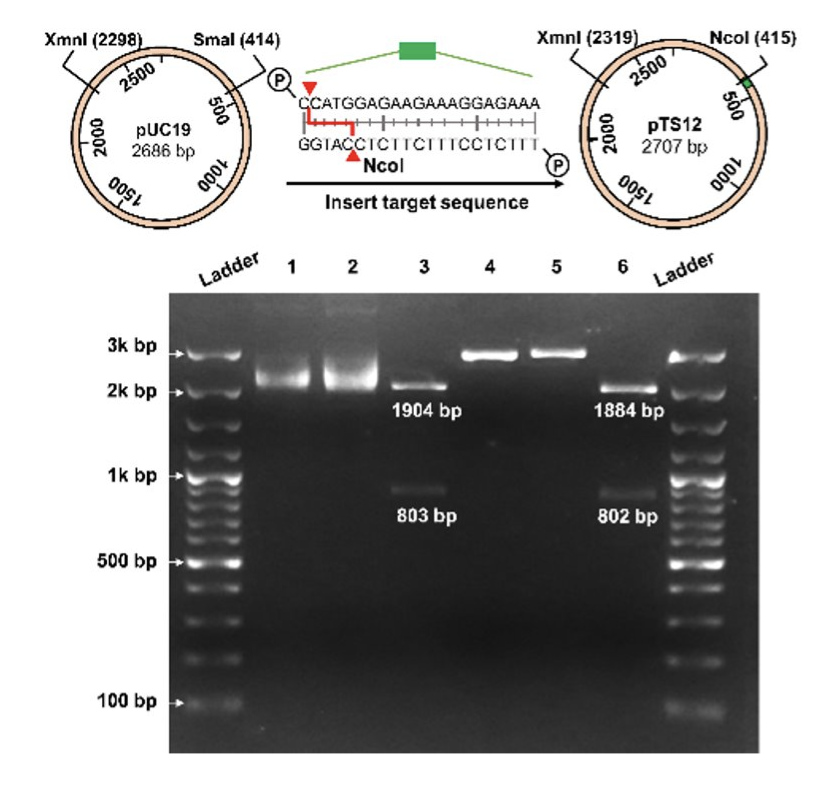 Diagram showing Rapid and Label-free Resistive Pulse Sensing for Amplification-free Detection of Nucleic Acids 
